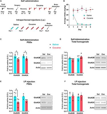 Cocaine-Induced Synaptic Redistribution of NMDARs in Striatal Neurons Alters NMDAR-Dependent Signal Transduction